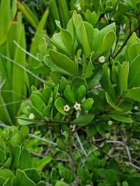 Braceletwood