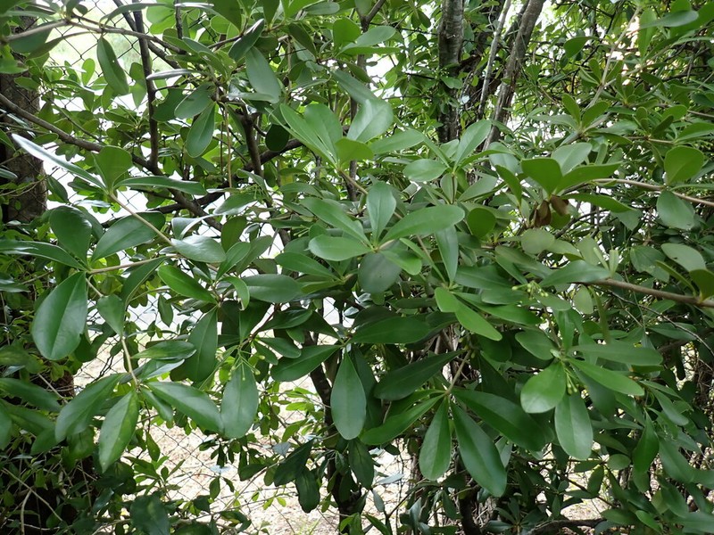 Braceletwood photo 8