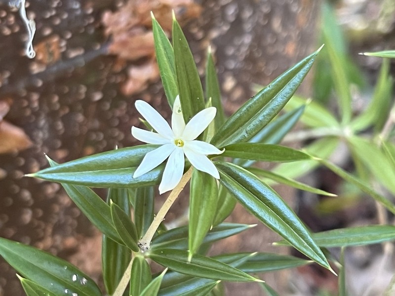 Jacquinia curvata