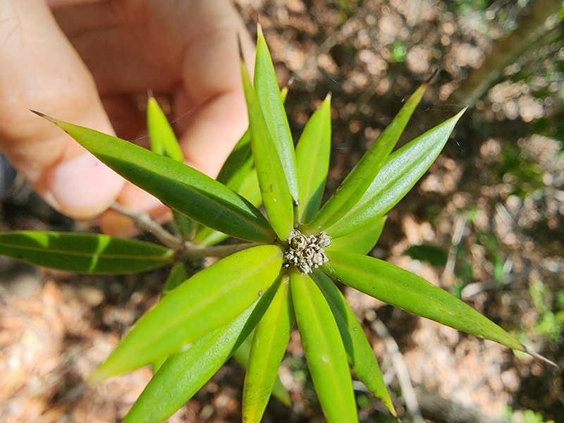 Jacquinia curvata photo 2