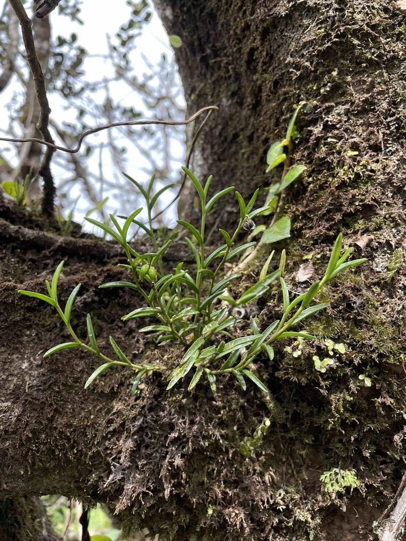 Redblotch Tufted Orchid photo 2