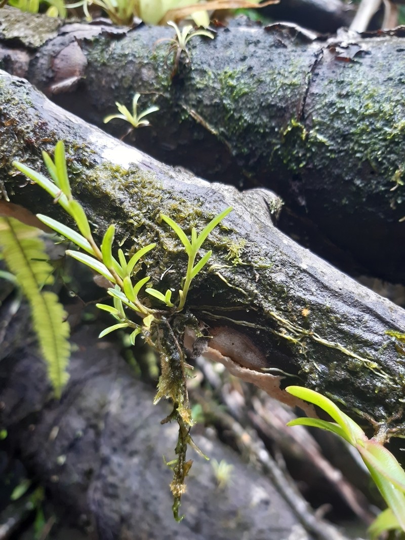 Redblotch Tufted Orchid photo 5