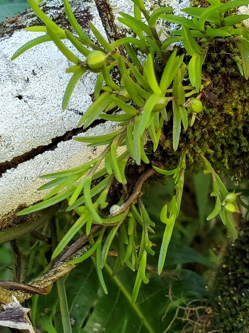 Redblotch Tufted Orchid photo 6