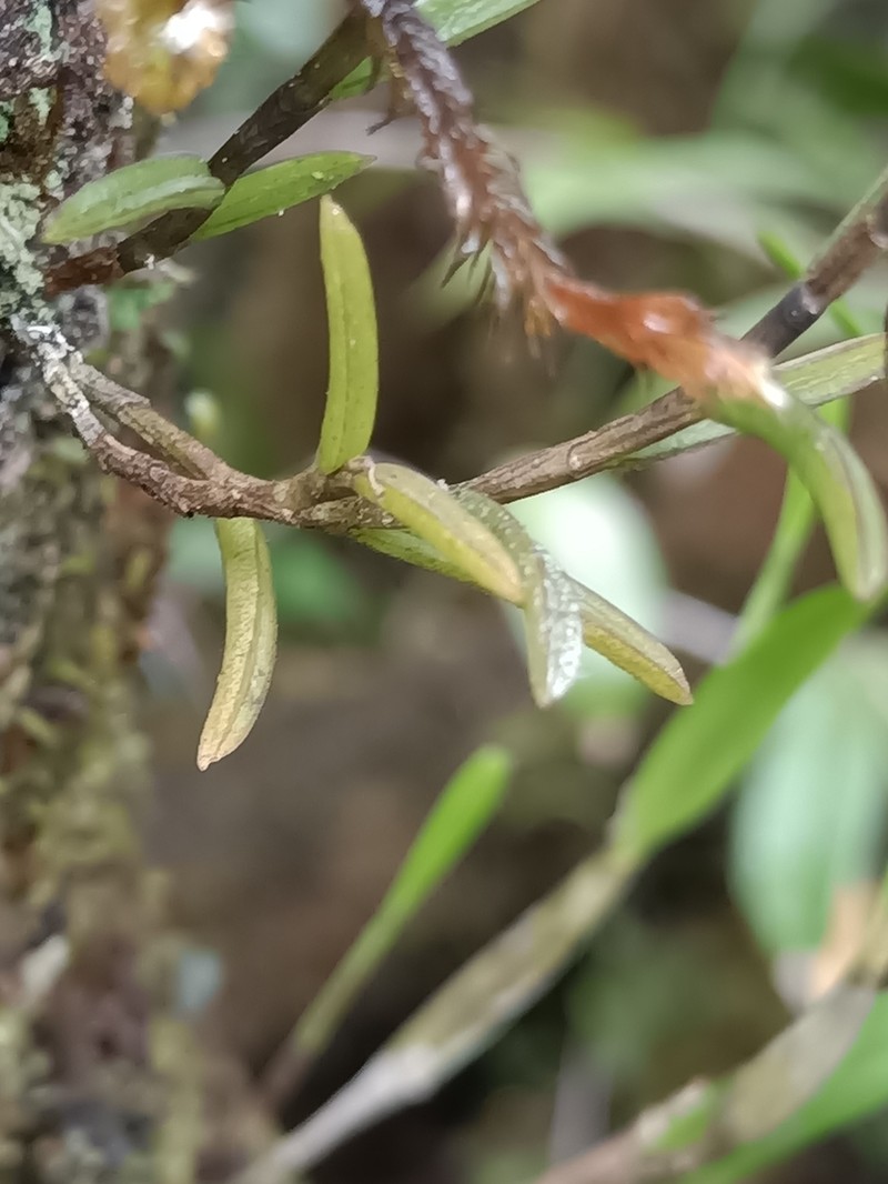 Redblotch Tufted Orchid photo 7