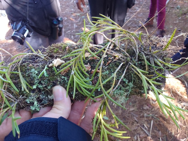 Moss Tufted Orchid