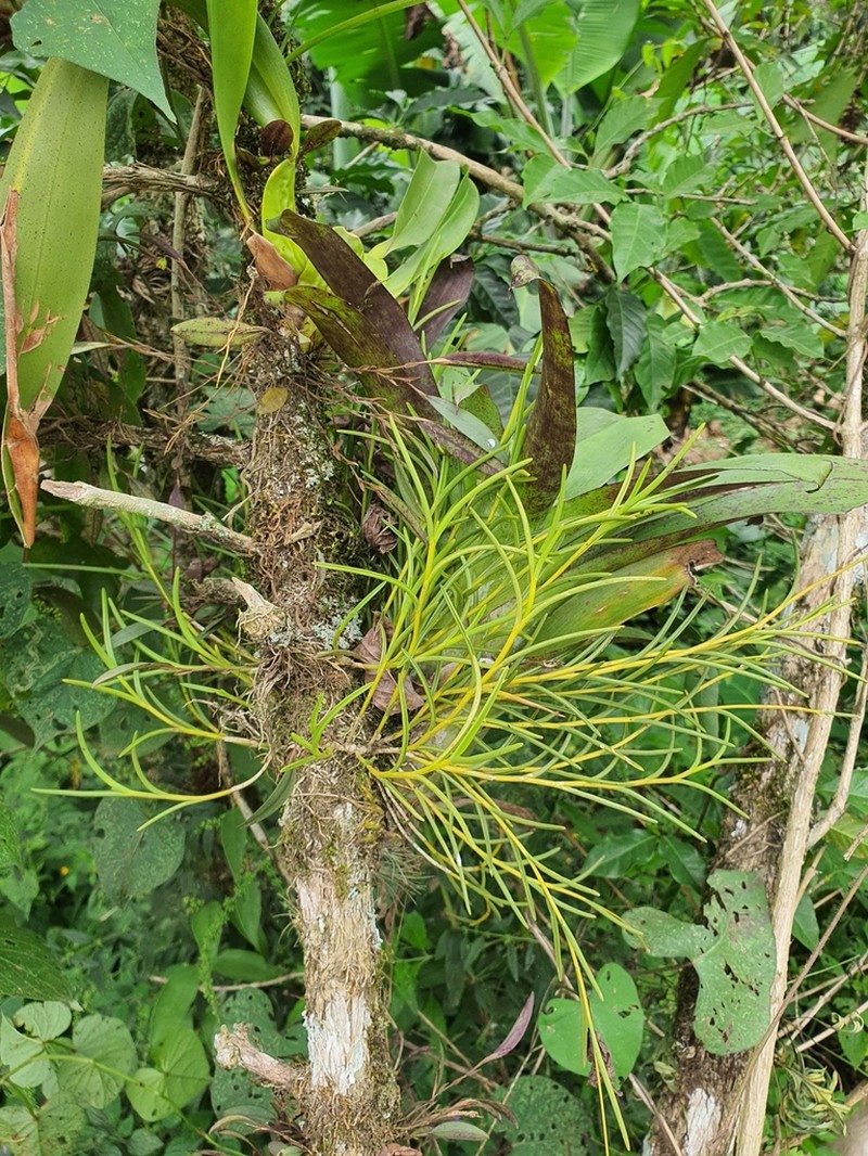Moss Tufted Orchid photo 2