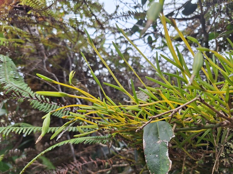 Moss Tufted Orchid photo 3
