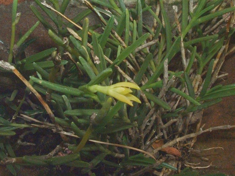 Moss Tufted Orchid photo 4