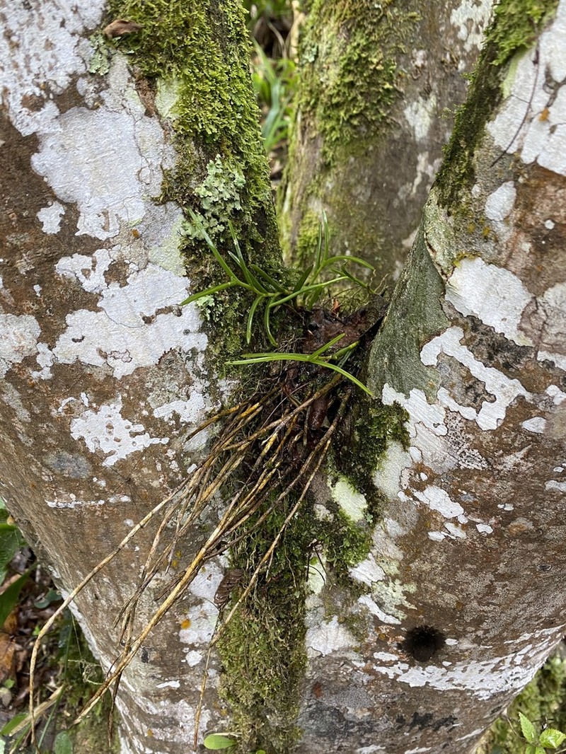 Moss Tufted Orchid photo 5