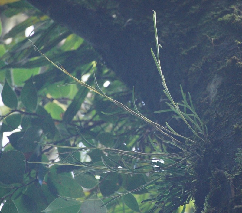 Moss Tufted Orchid photo 6