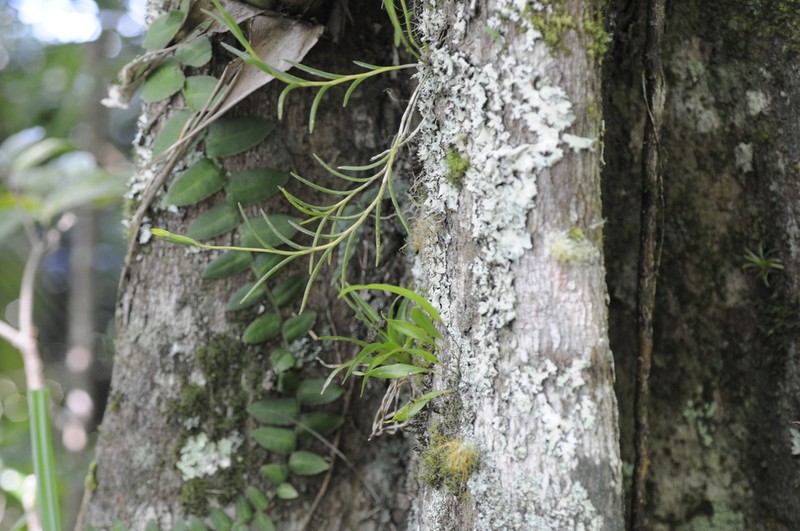 Moss Tufted Orchid photo 7