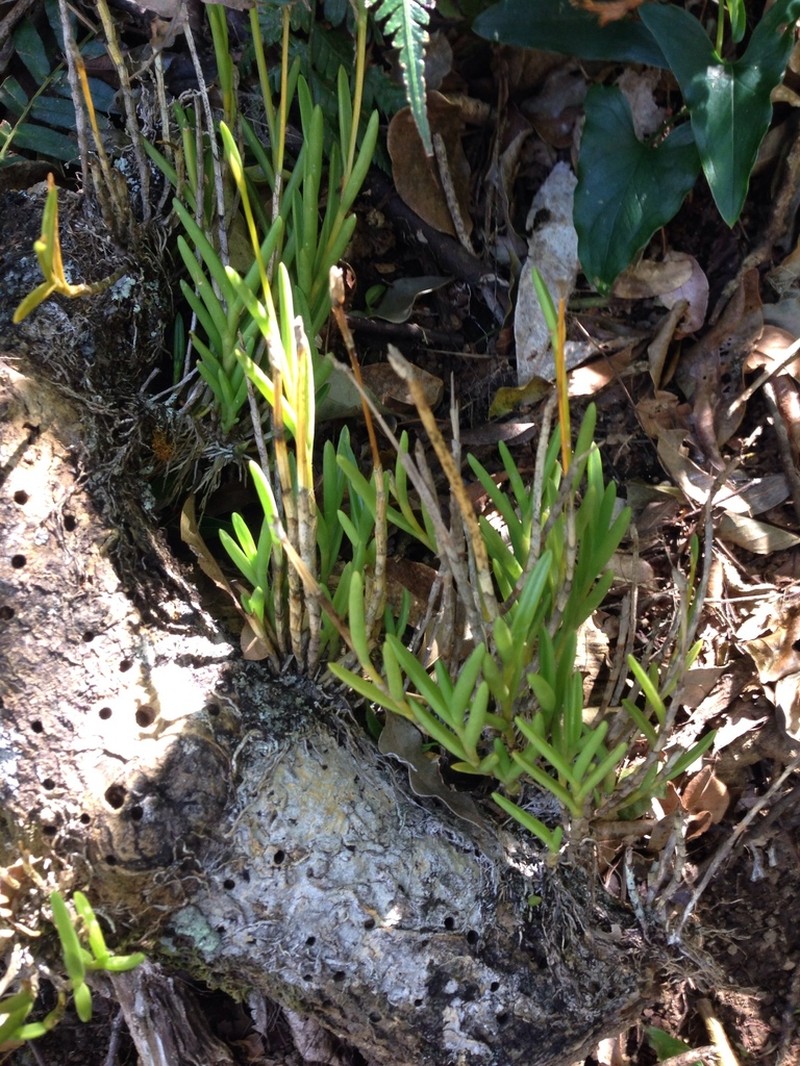 Moss Tufted Orchid photo 8