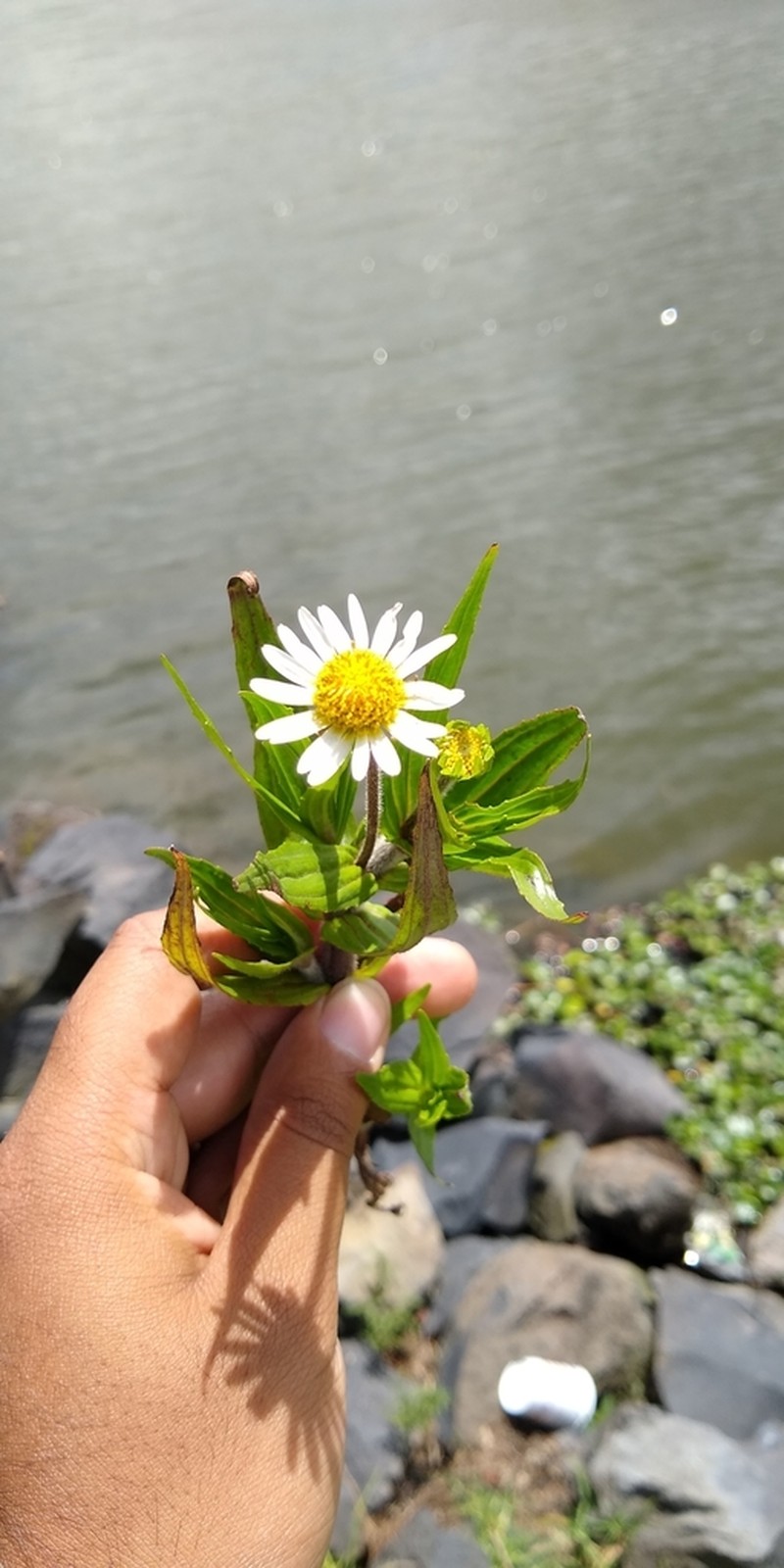 Jaegeria bellidiflora