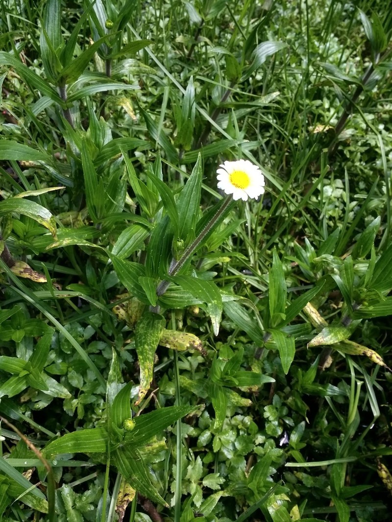Jaegeria bellidiflora photo 2