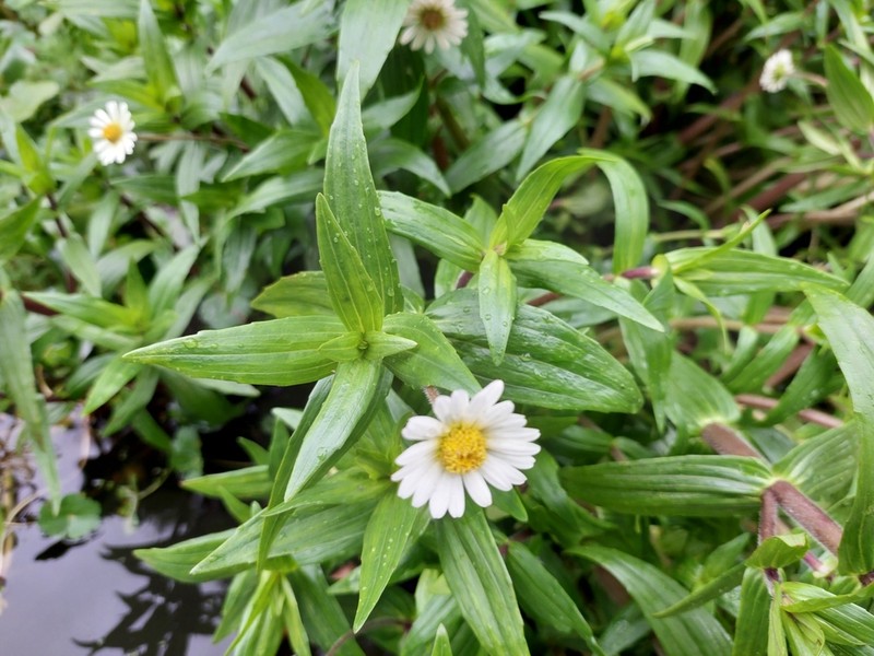 Jaegeria bellidiflora photo 3