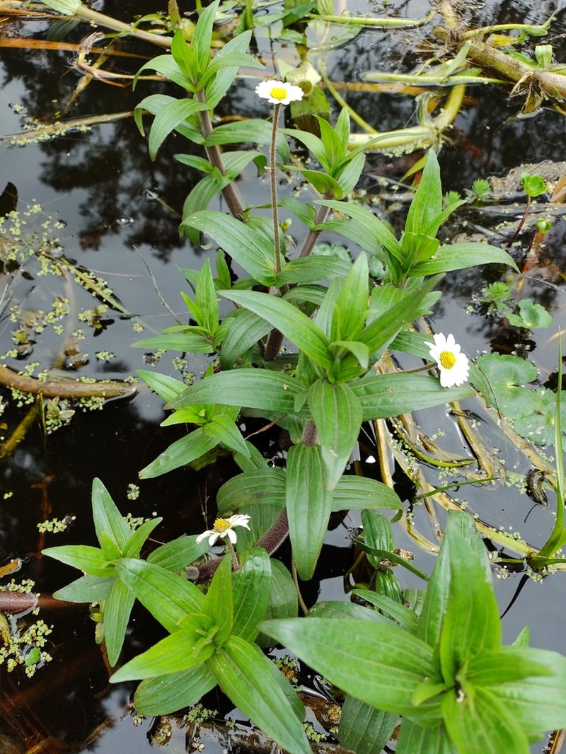 Jaegeria bellidiflora photo 4
