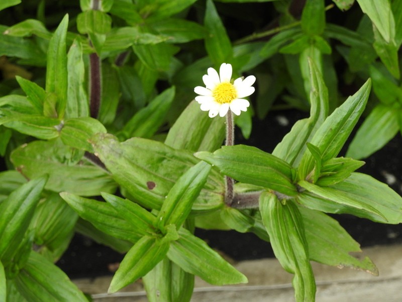Jaegeria bellidiflora photo 5