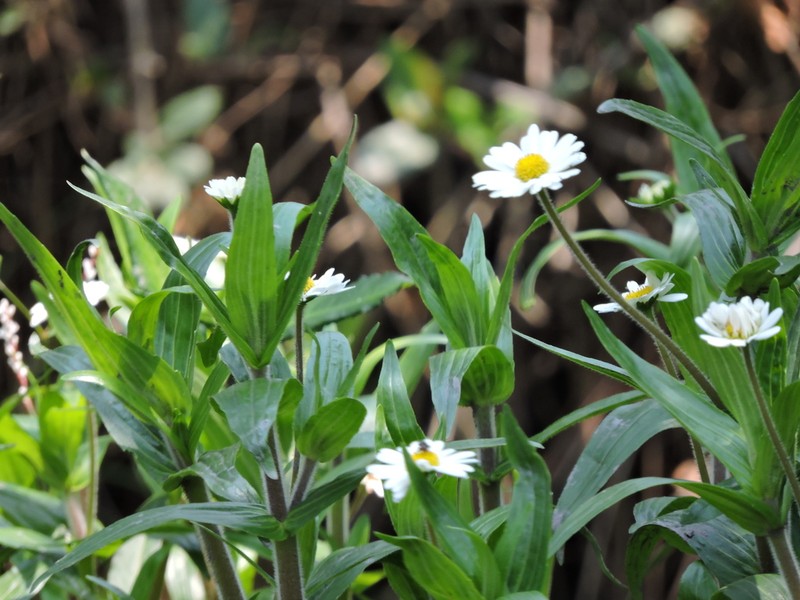 Jaegeria bellidiflora photo 6