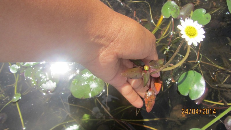 Jaegeria glabra