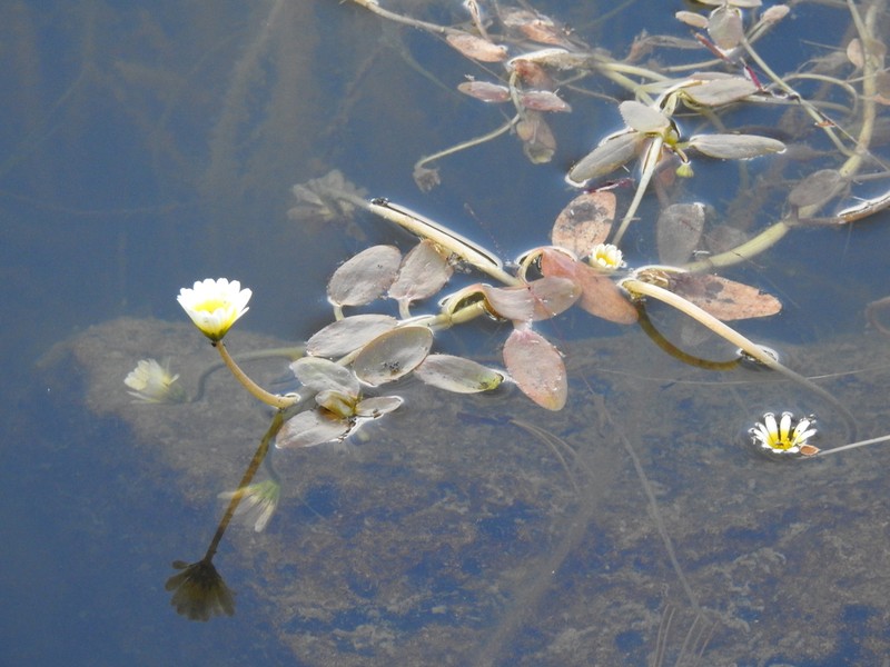 Jaegeria glabra photo 2