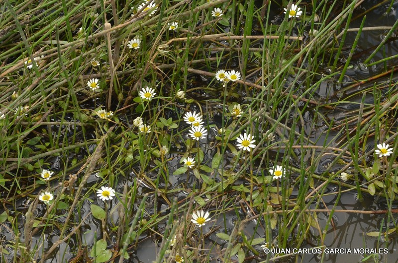 Jaegeria glabra photo 3