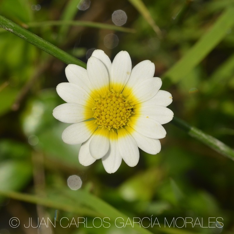 Jaegeria glabra photo 4