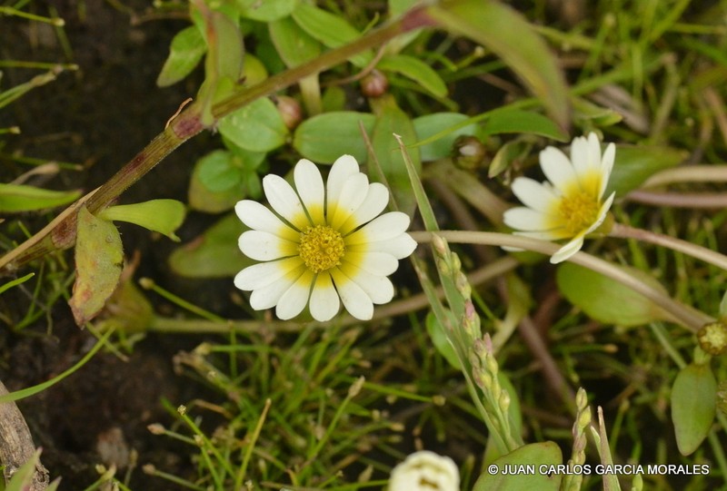Jaegeria glabra photo 5