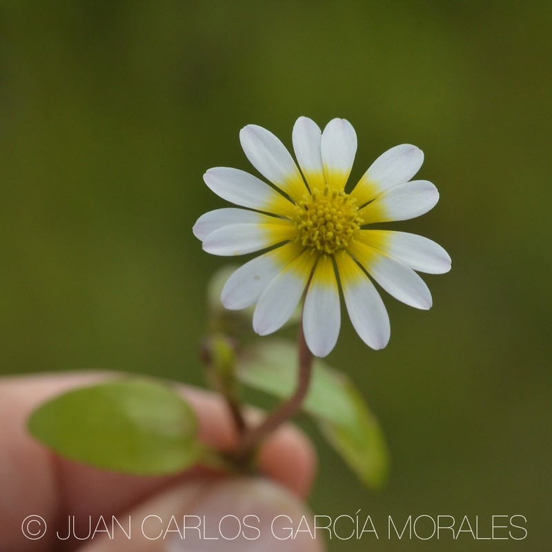 Jaegeria glabra photo 6