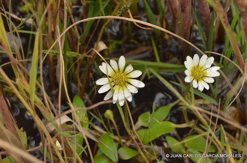 Jaegeria glabra photo 8