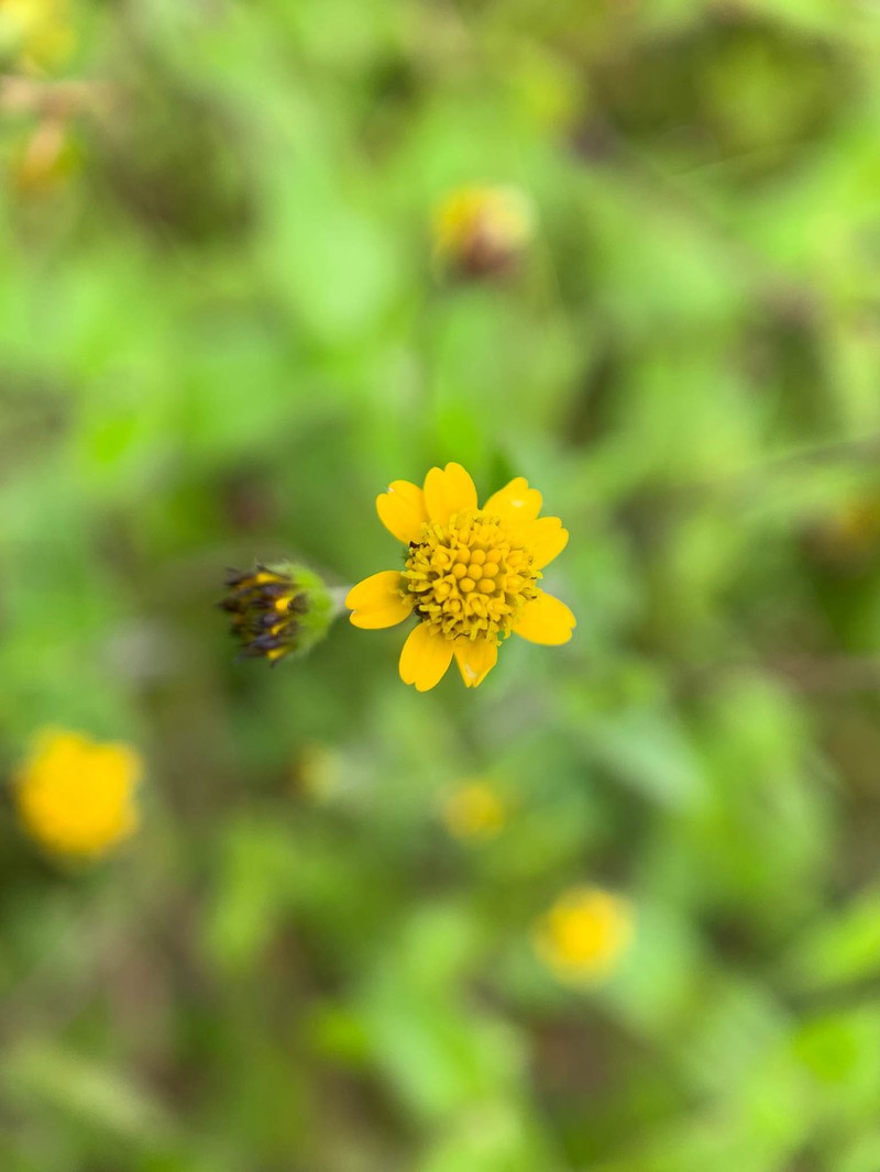 Jaegeria gracilis