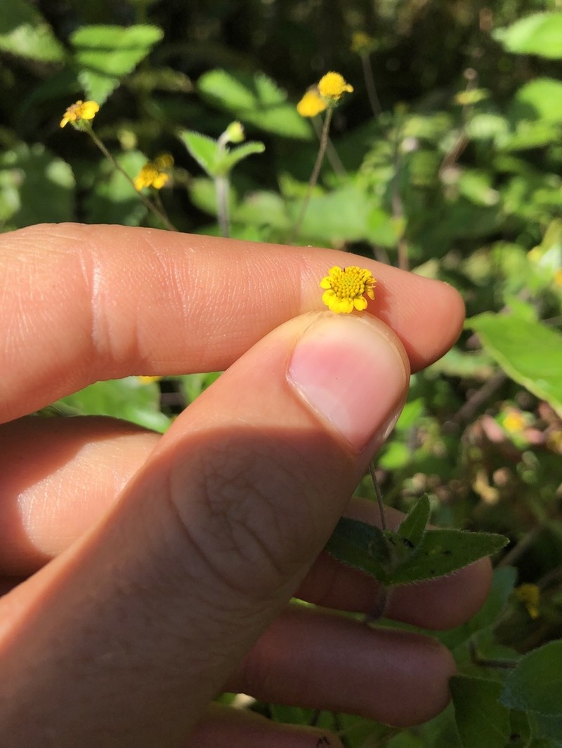 Jaegeria gracilis photo 3