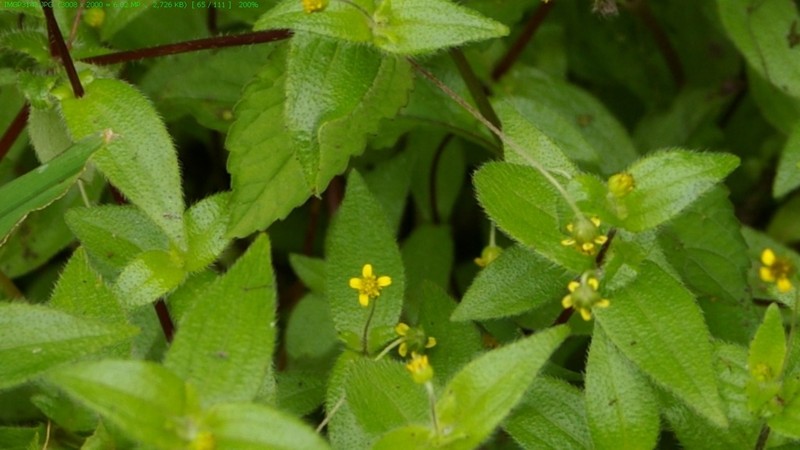 Jaegeria gracilis photo 4