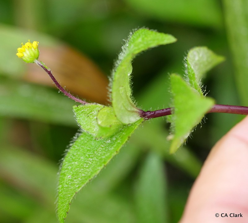 Jaegeria gracilis photo 5
