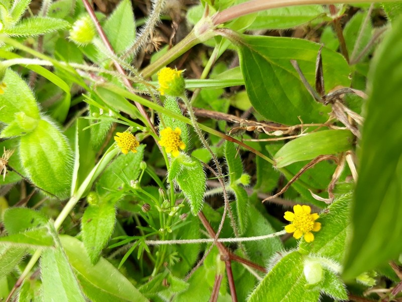 Jaegeria gracilis photo 6