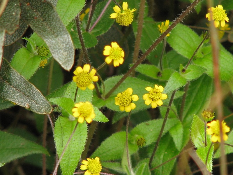 Jaegeria gracilis photo 7