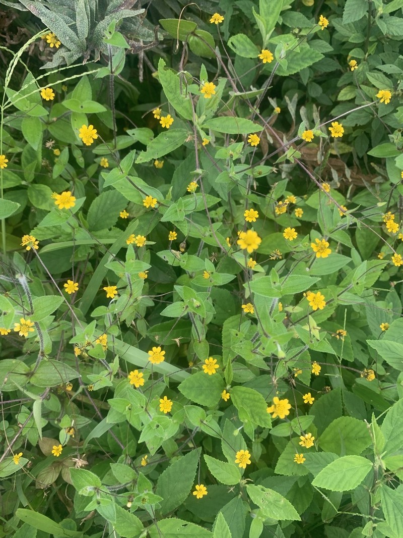 Jaegeria gracilis photo 8