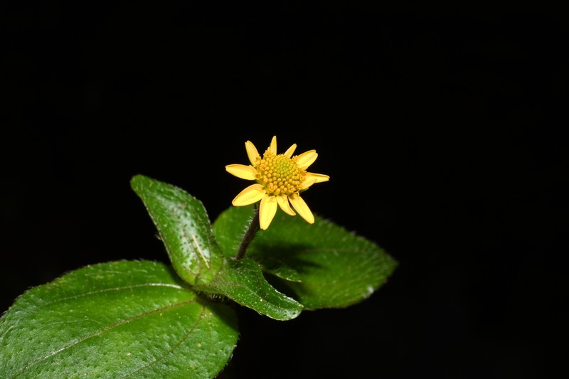 Jaegeria pedunculata