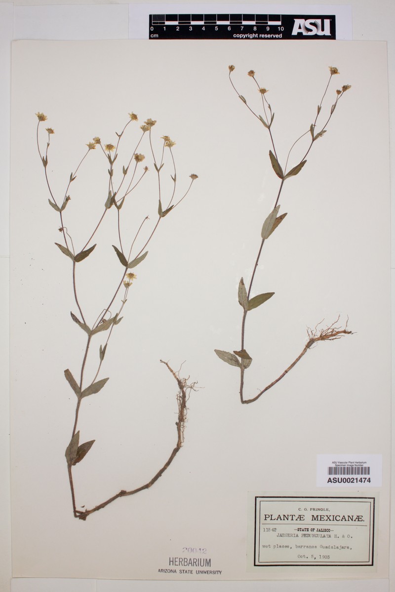 Jaegeria pedunculata photo 3