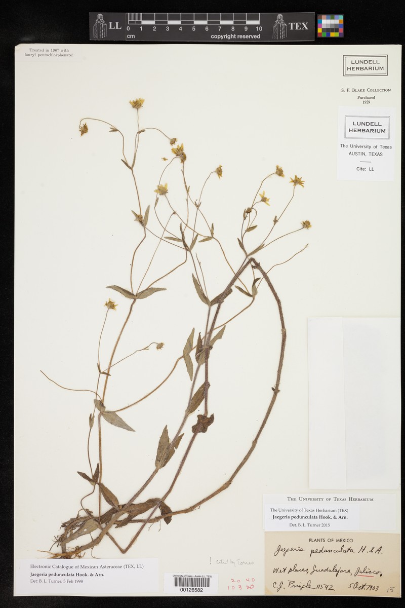 Jaegeria pedunculata photo 4