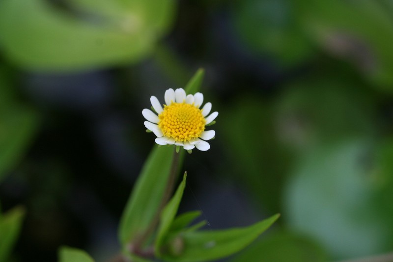 Jaegeria purpurascens