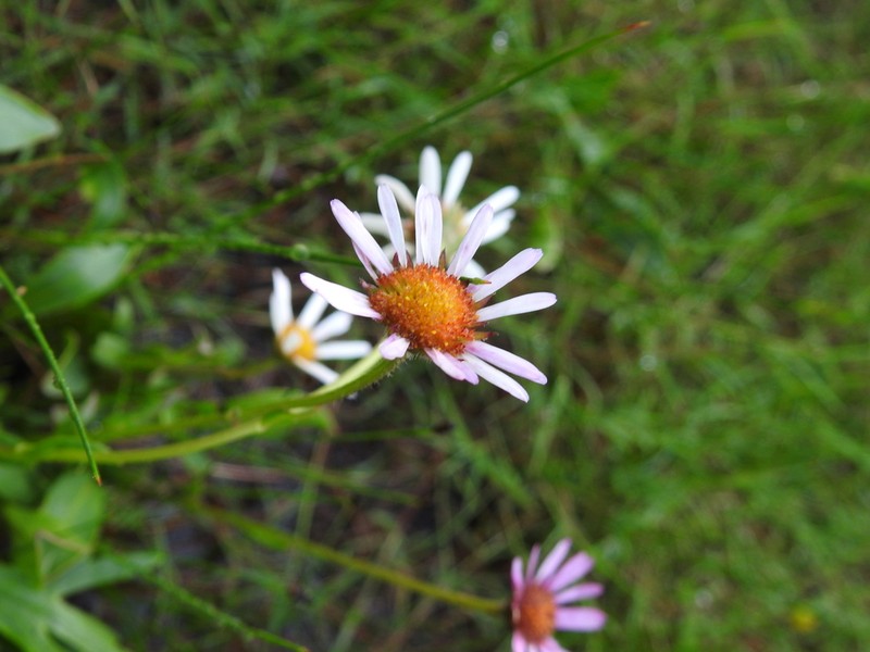 Jaegeria purpurascens photo 2