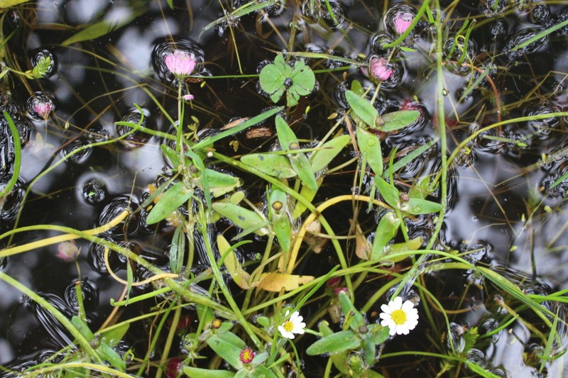 Jaegeria purpurascens photo 5