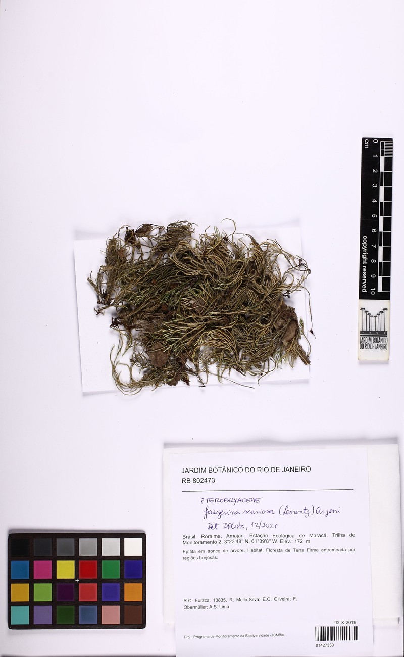 Jaegerina Moss