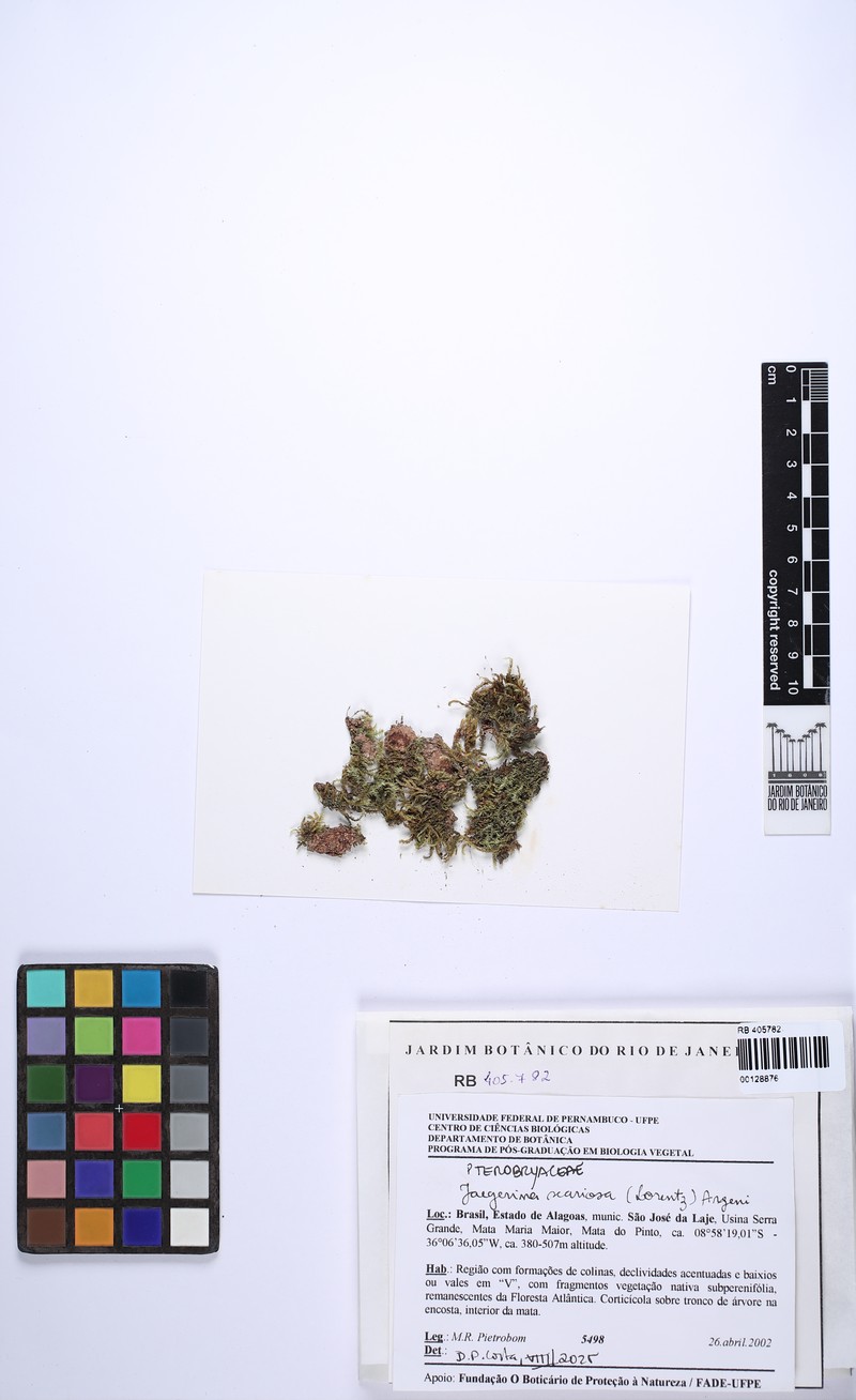 Jaegerina Moss photo 2
