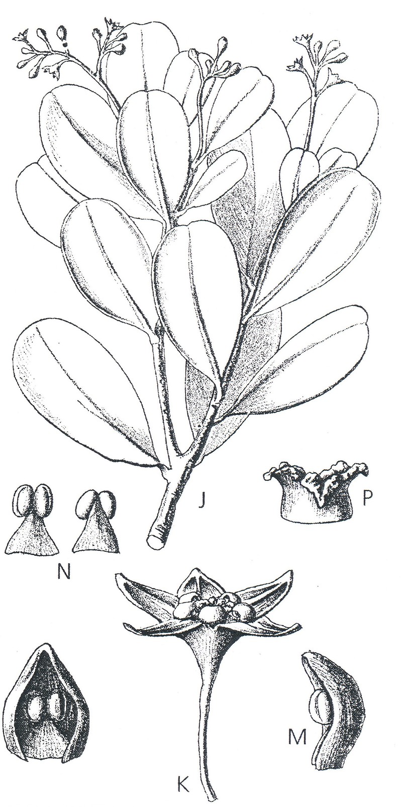Jaffrea erubescens
