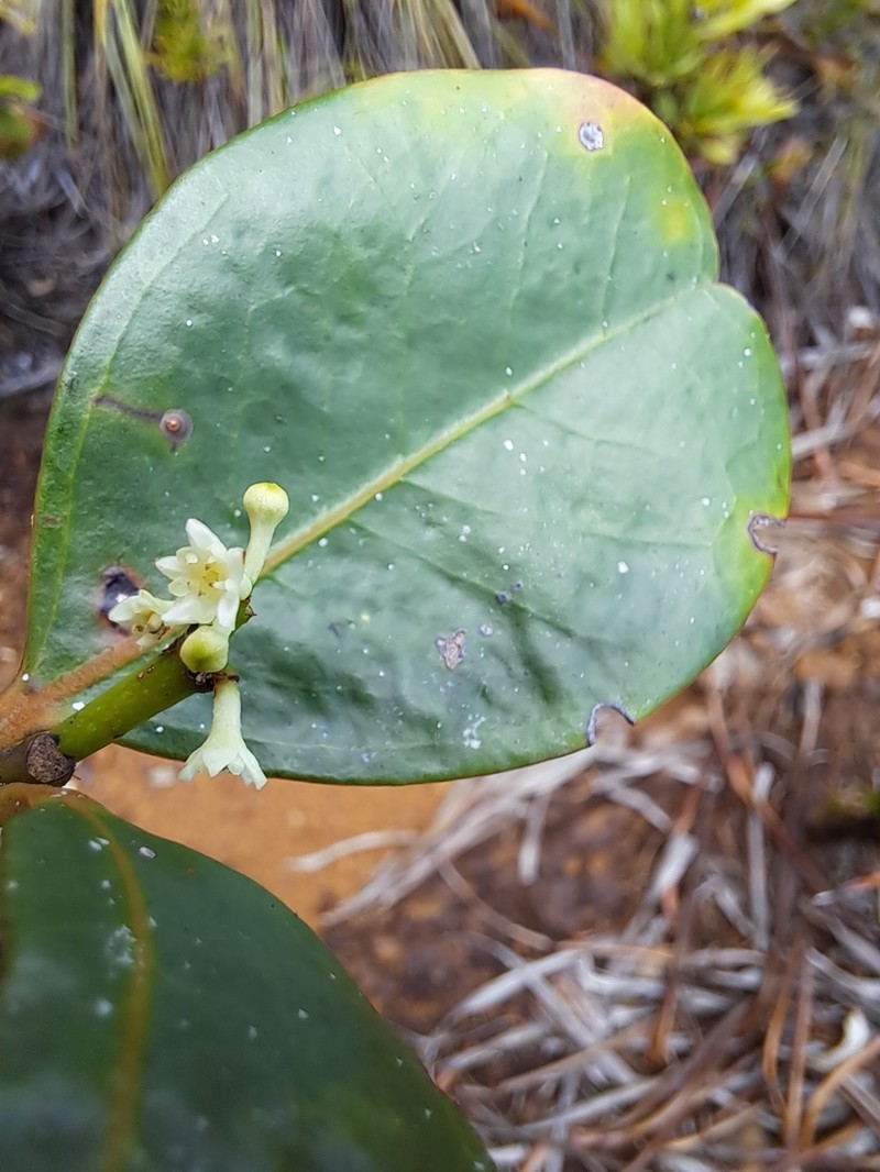 Jaffrea xerocarpa photo 2