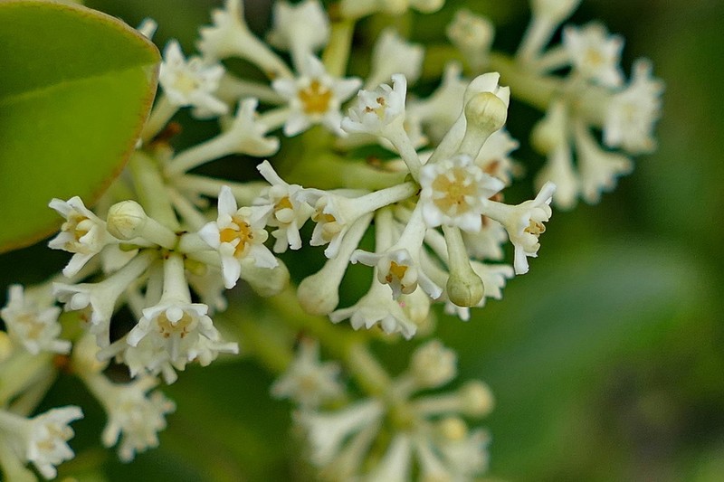 Jaffrea xerocarpa photo 3