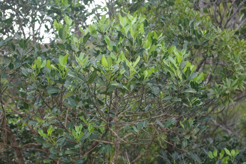Jaffrea xerocarpa photo 4