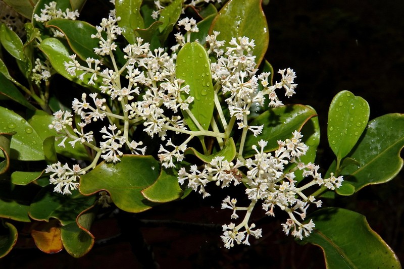 Jaffrea xerocarpa photo 5