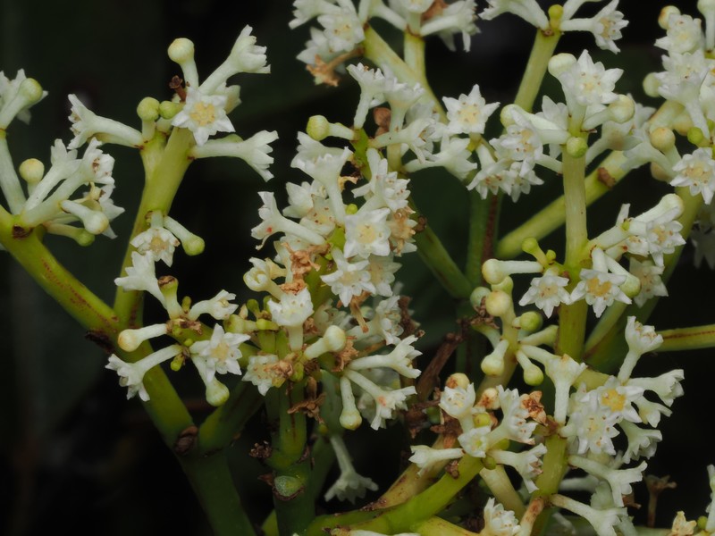Jaffrea xerocarpa photo 6